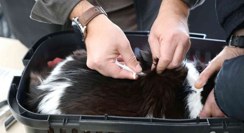 Eskişehir’de 25 bin 125 kedi ve köpeğe mikroçip takıldı
