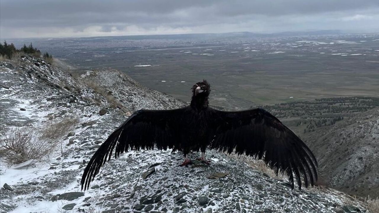 Eskişehir'de yaralı 3 şahin ve 1 kara akbaba tedavi edildi