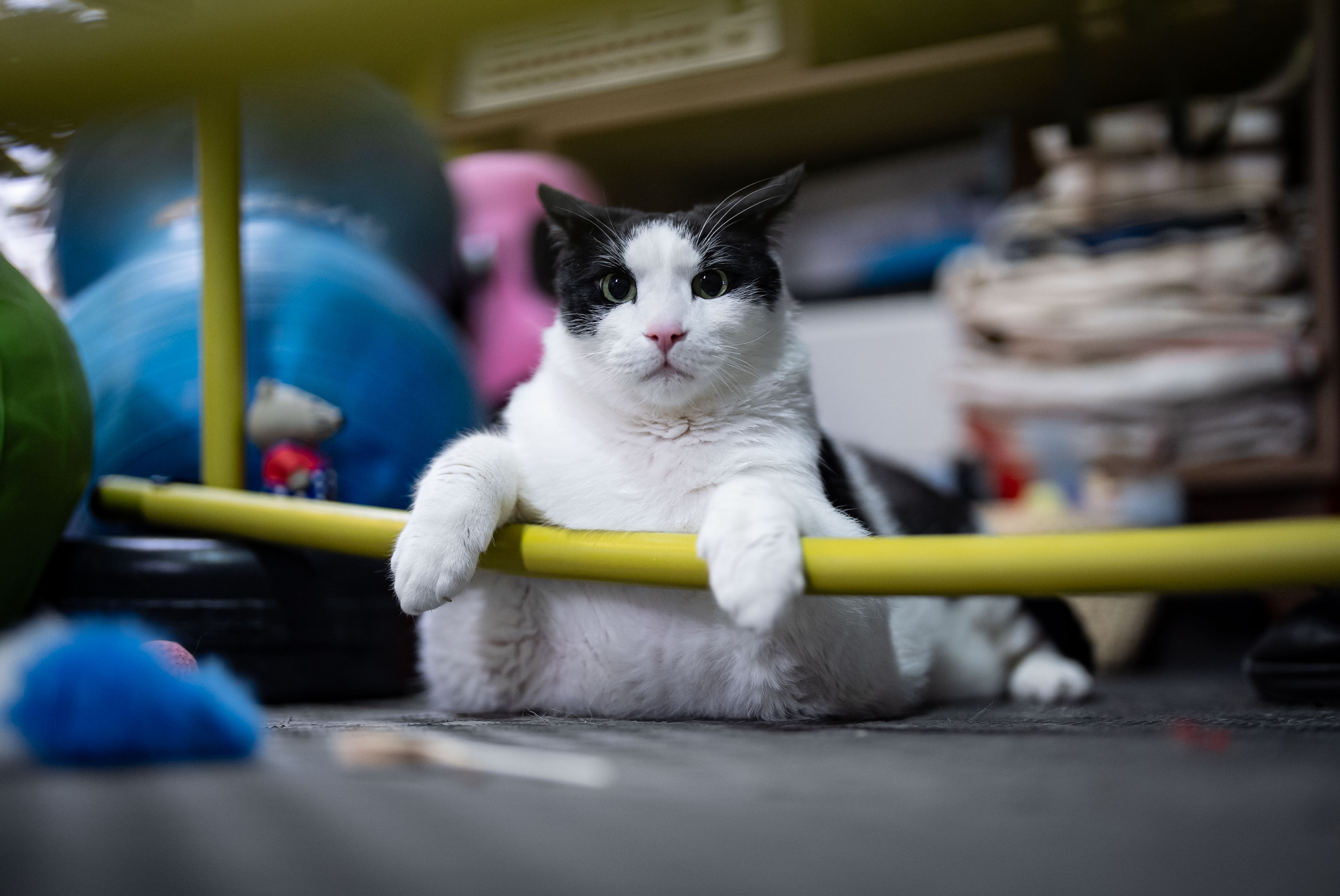 Tartıda yaklaşık 12 kiloyu gören kedi Boncuk, diyet ve pilatesle zayıflamaya çalışıyor