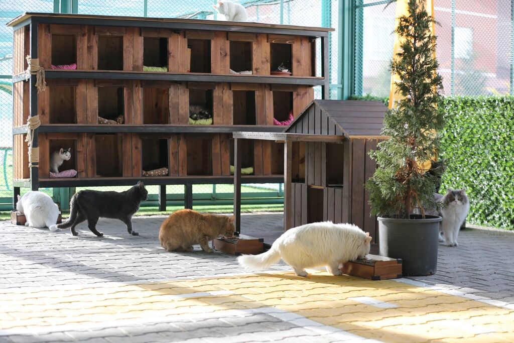 Kayseri'deki 'Küçük Dostlar Kedi Kasabası' 3 yılda 65 bin kişiyi ağırladı