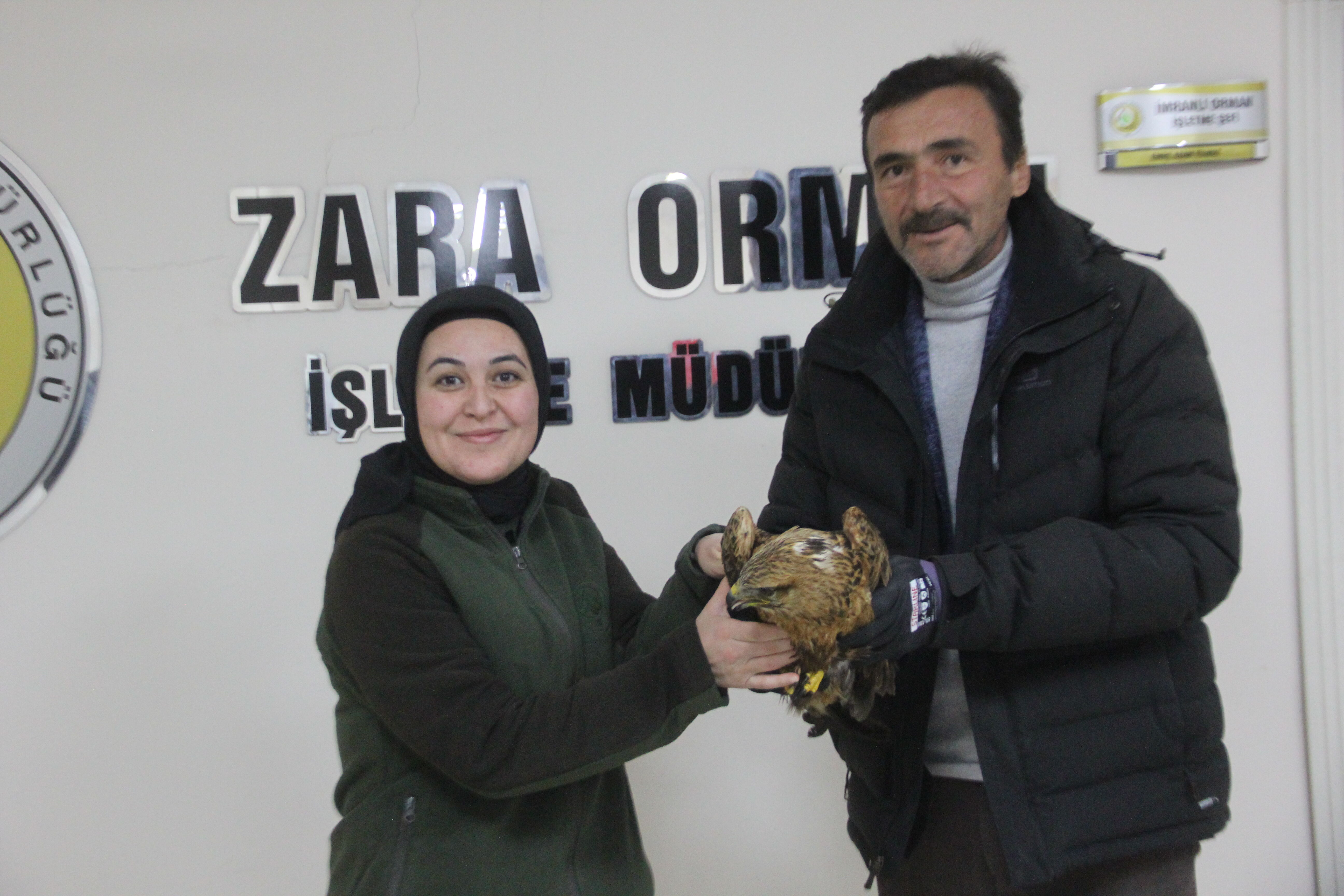 Sivas'ta soğuktan bitkin düşen kızıl şahine esnaf sahip çıktı