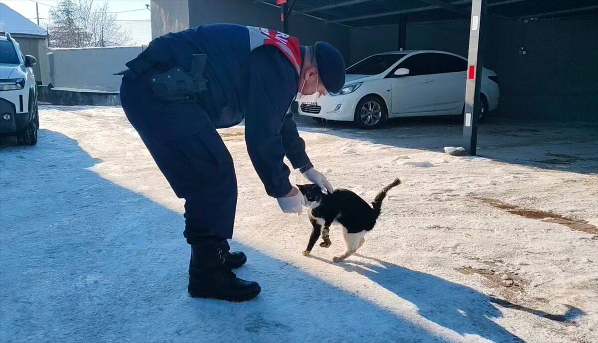 Yozgat'ta yaralı halde bulunan kedi tedaviye alındı