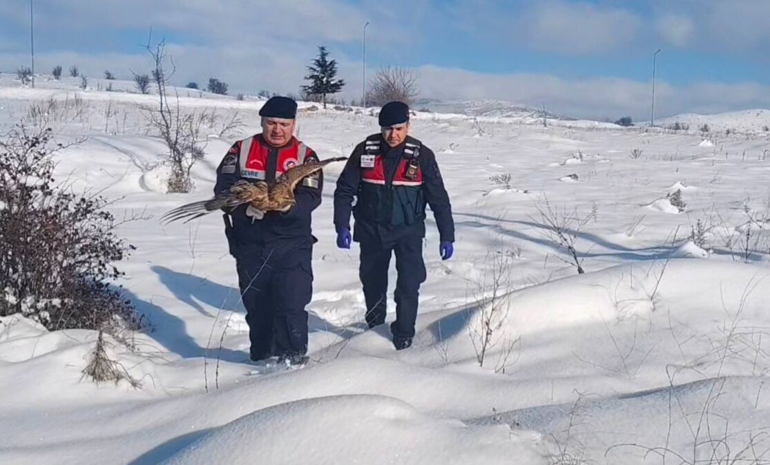 Yozgat'ta yaralı bulunan kızıl şahin tedavi altına alındı