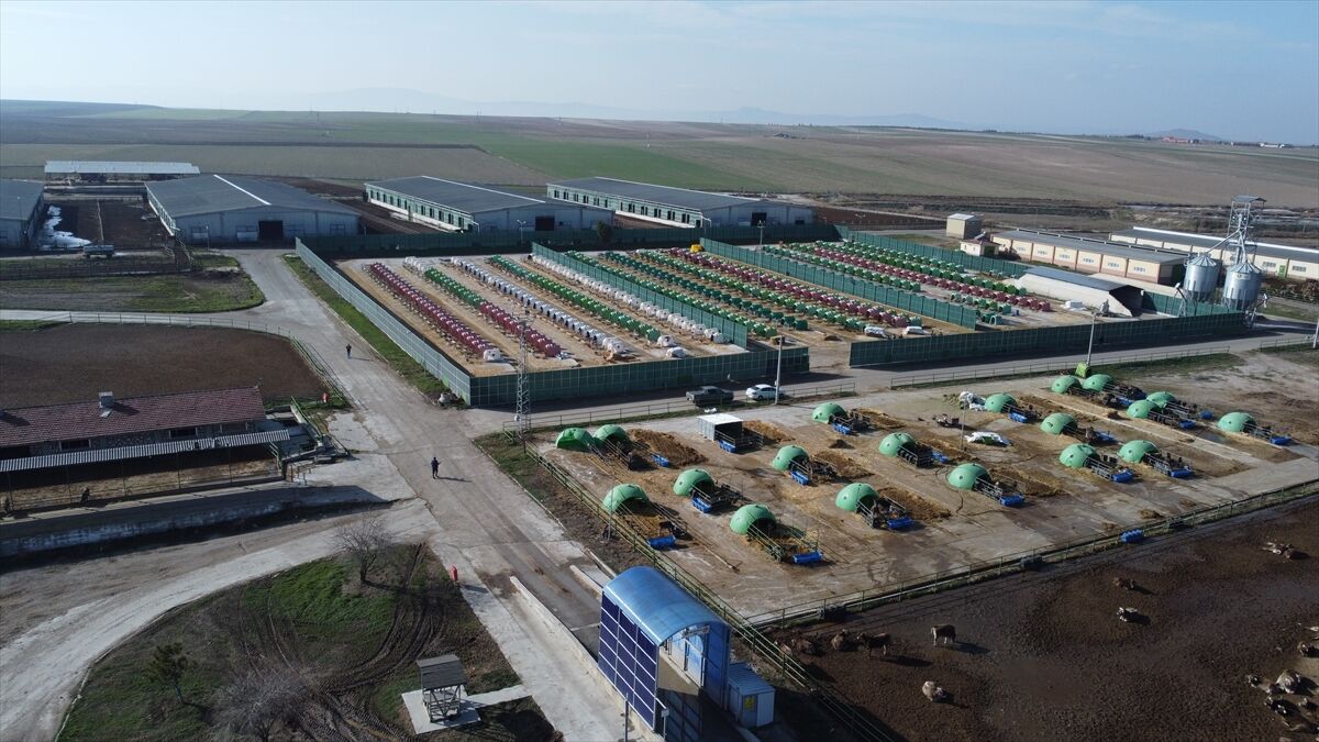 Anadolu Tarım İşletmesi, damızlık sığır yetiştiriciliğiyle de hayvancılığa katkı sunuyor