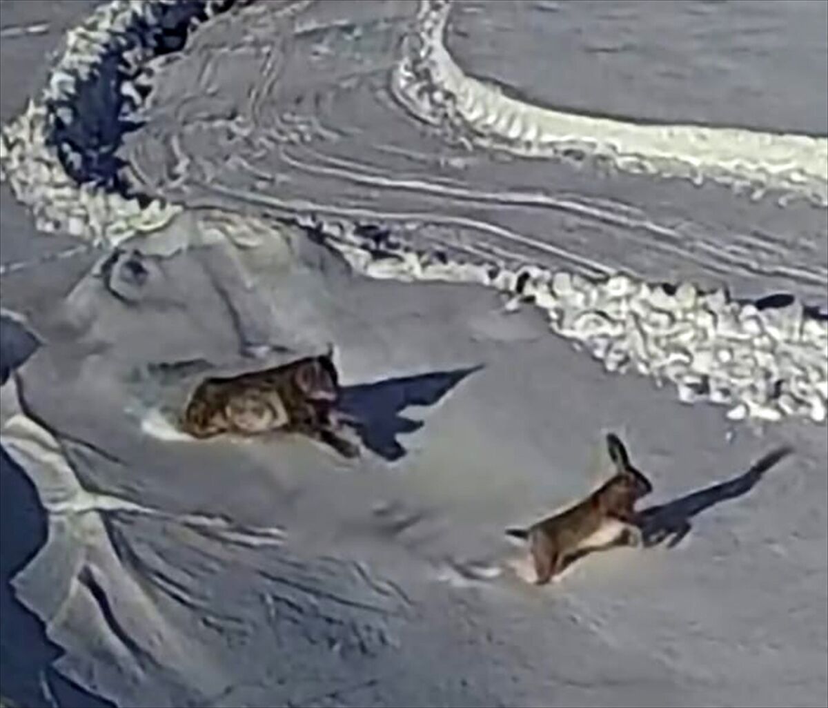 Sivas'ta vaşağın tavşanı avlama anı güvenlik kamerasında