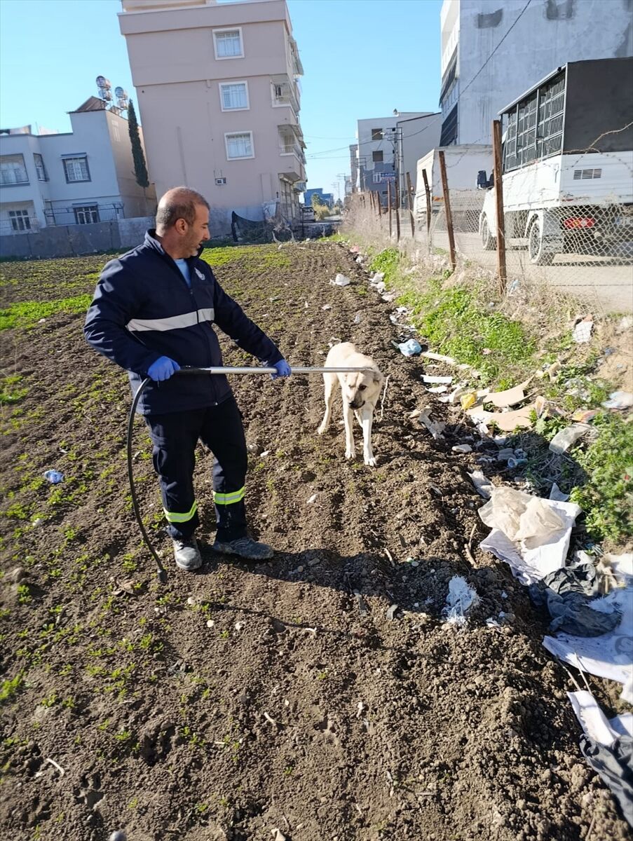 Adana'da sahipsiz köpekler ekipler tarafından toplanıyor