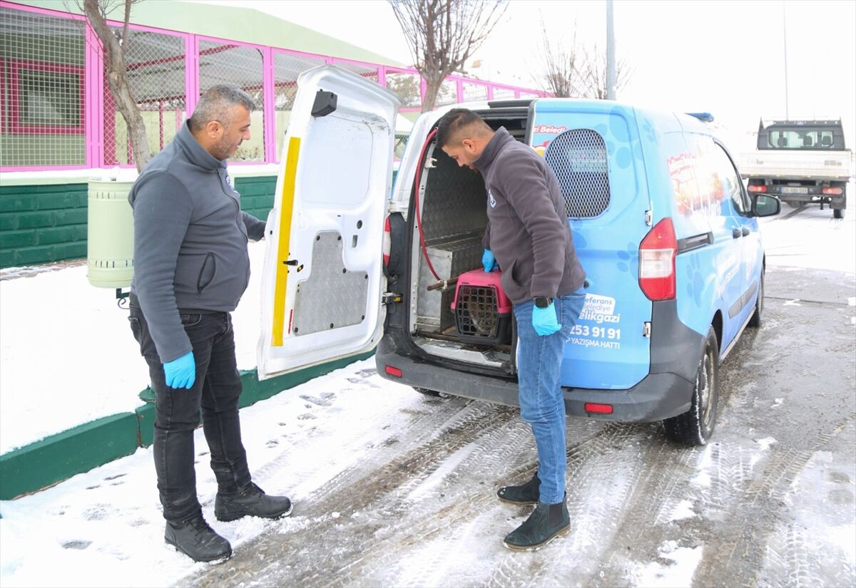 Sevimli Dost Ambulansı 2025'te 4 bin 300 sokak hayvanının tedavisinde kullanıldı