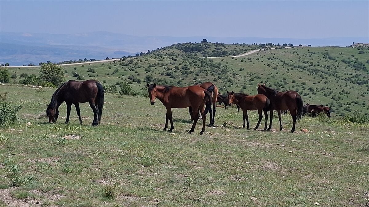 Beypazarı'nda yılkı atları görüntülendi