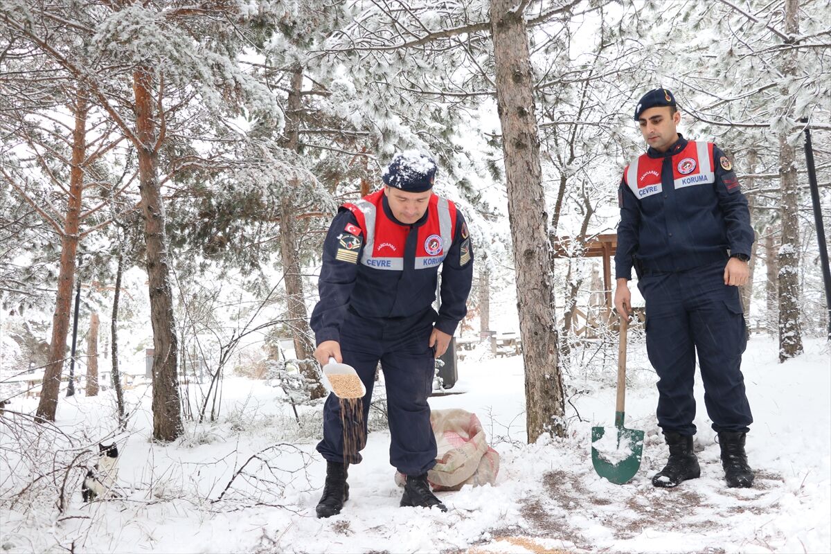 Yozgat'ta jandarma ekipleri yaban hayvanları için doğaya yem bıraktı