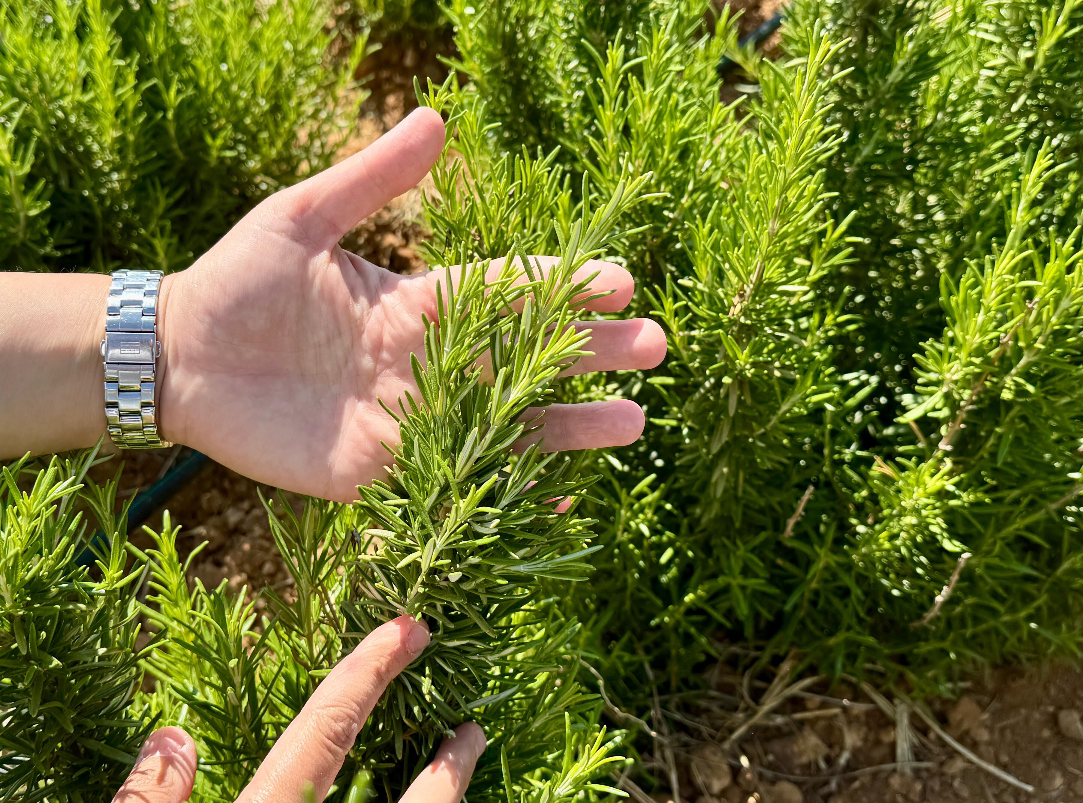 Kırşehir'de yetiştirilen 65 tür tıbbi aromatik bitkinin çiftçilere alternatif ürün olması hedefleniyor