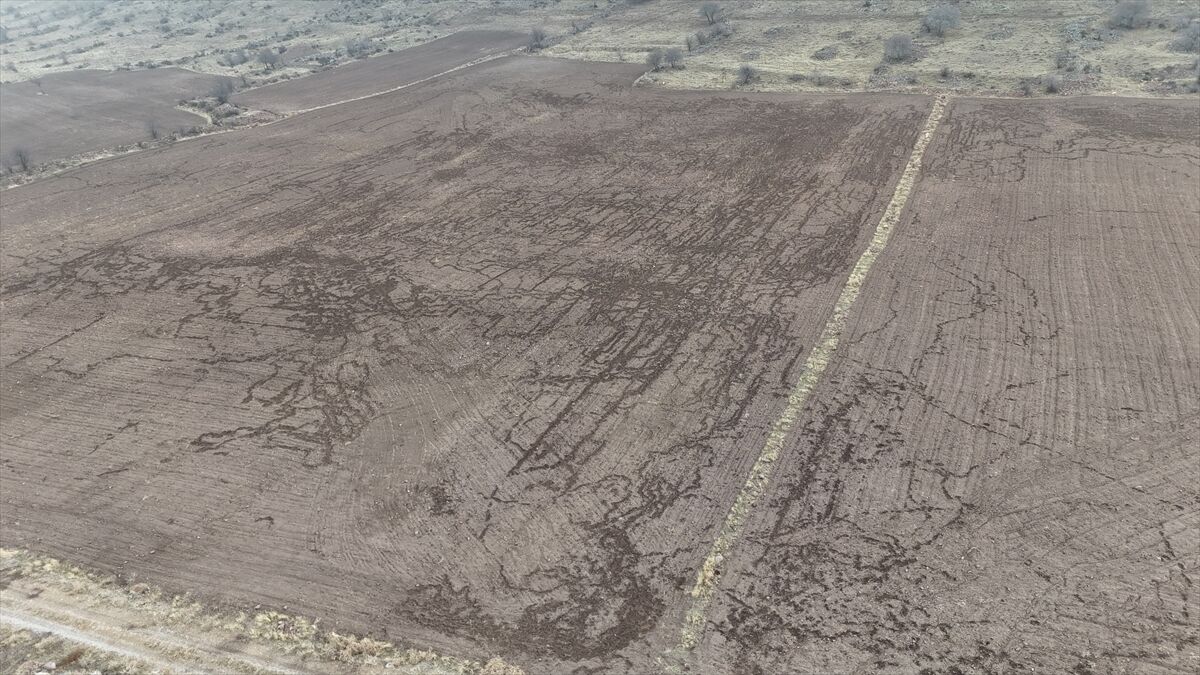 Karaman'da domuzlar arpa ve buğday ekili tarlalara zarar verdi
