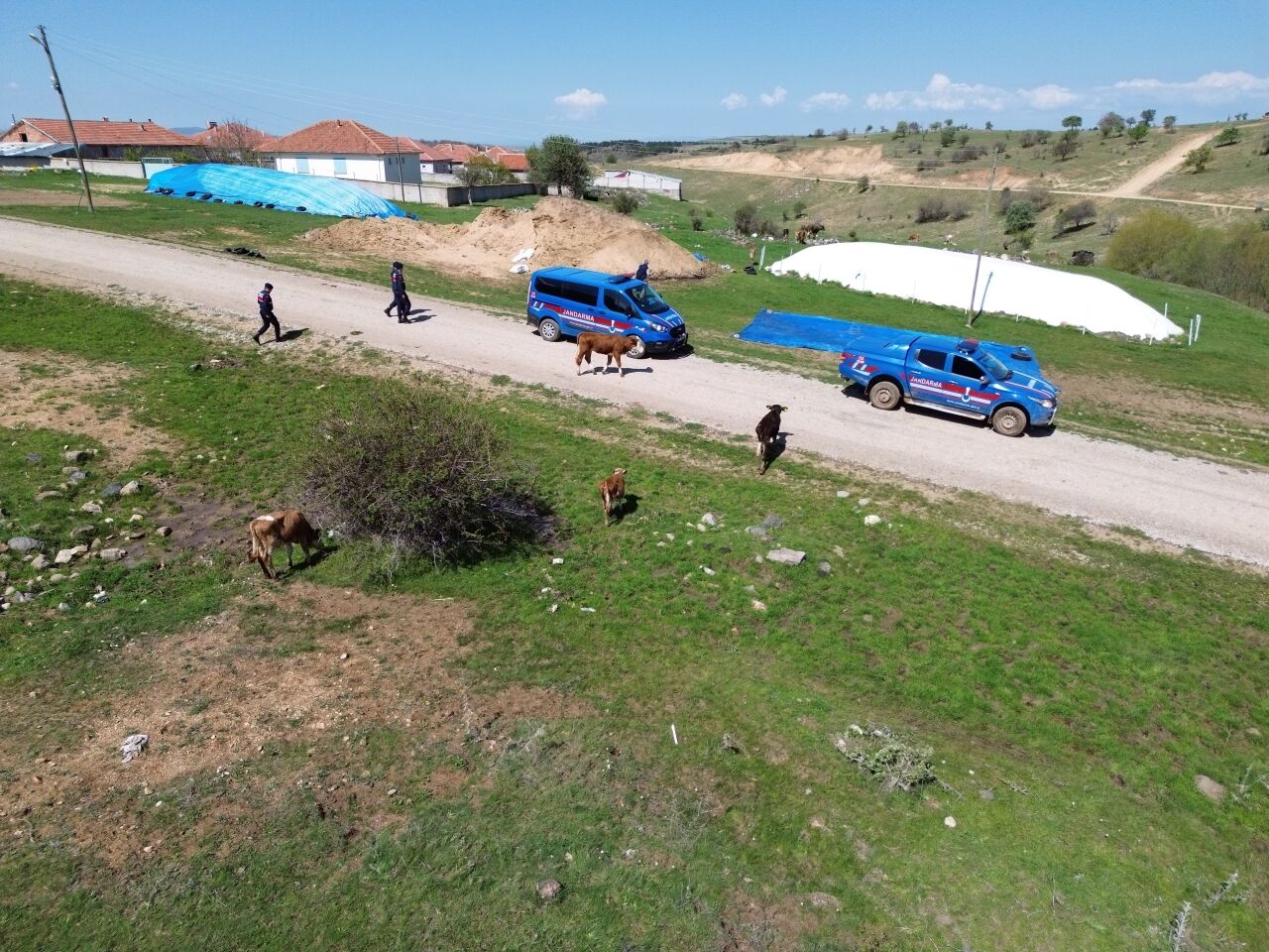 Yozgat'ta kaybolan büyükbaş hayvanlar jandarma tarafından bulundu