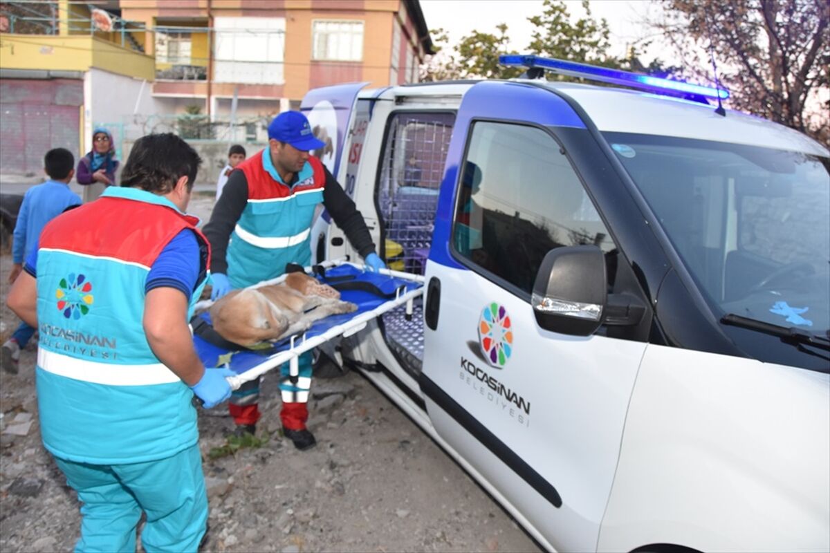 Küçük Dostlar Ambulansı, 8 yılda 10 bin 280 can kurtardı