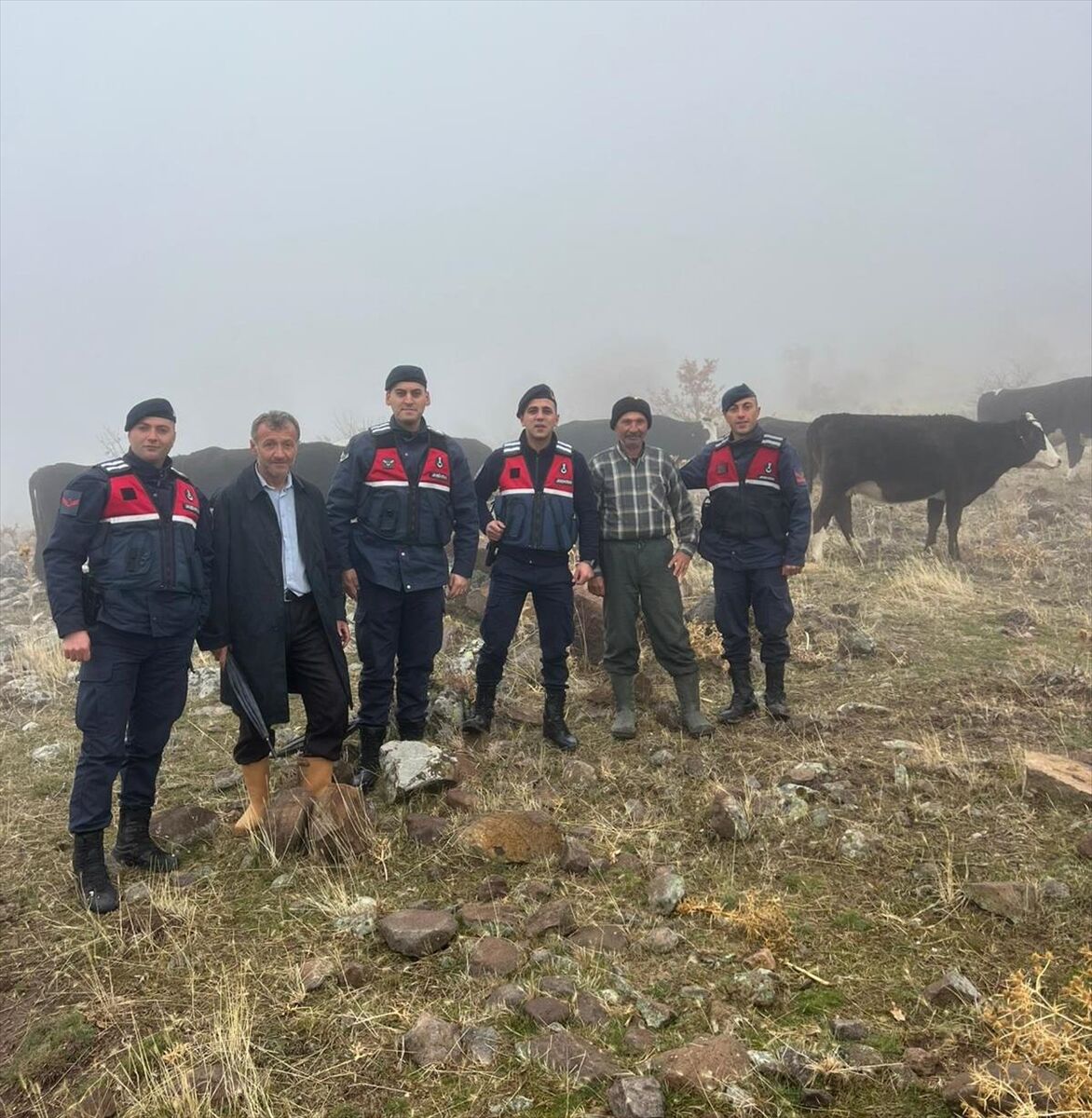 Seydişehir'de kaybolan büyükbaş hayvanlar sahibine teslim edildi