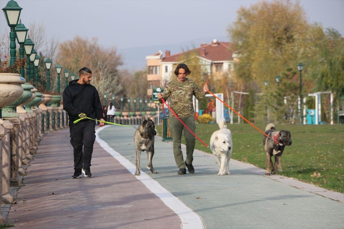 Eskişehir'de öğretim üyesi açtığı çiftlikte çoban köpeklerini yetiştiriyor