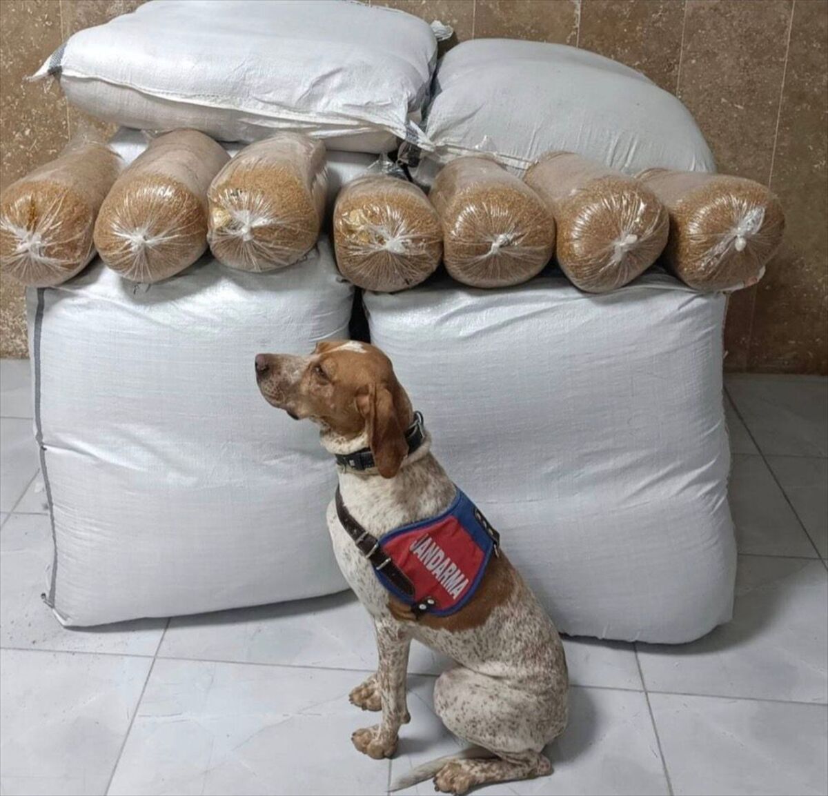 Kırşehir'de yolcu otobüsünde 400 kilogram kaçak tütün ele geçirildi