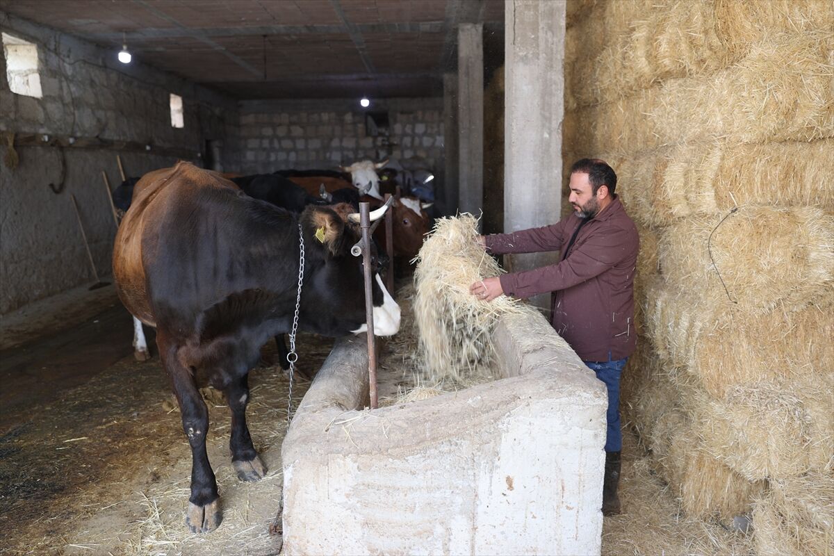 Genç veteriner 'Uzman Eller Projesi' ile büyükbaş işletmesini büyüttü