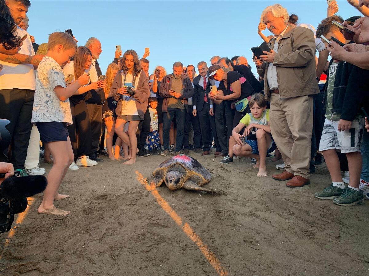 Caretta caretta 'Cumhuriyet' mavi sularda 1 yılda 500 kilometre yol katetti