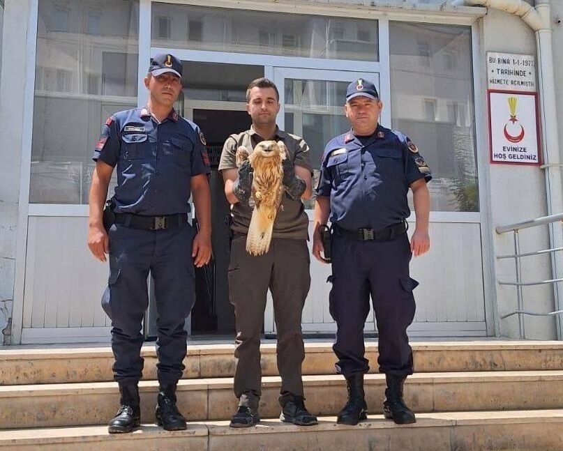 Kırşehir'de jandarmanın bulduğu yaralı kızıl şahin tedaviye alındı