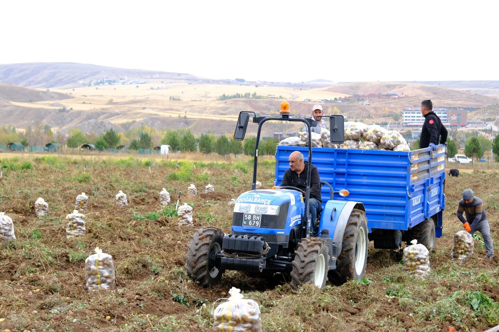 Sivas Cumhuriyet Üniversitesinin ürettiği patatesler öğrencilere burs olacak