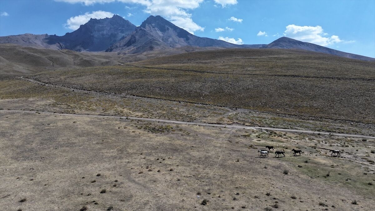 Özgürlüğün simgesi yılkı atları Erciyes'te dörtnala koşuyor