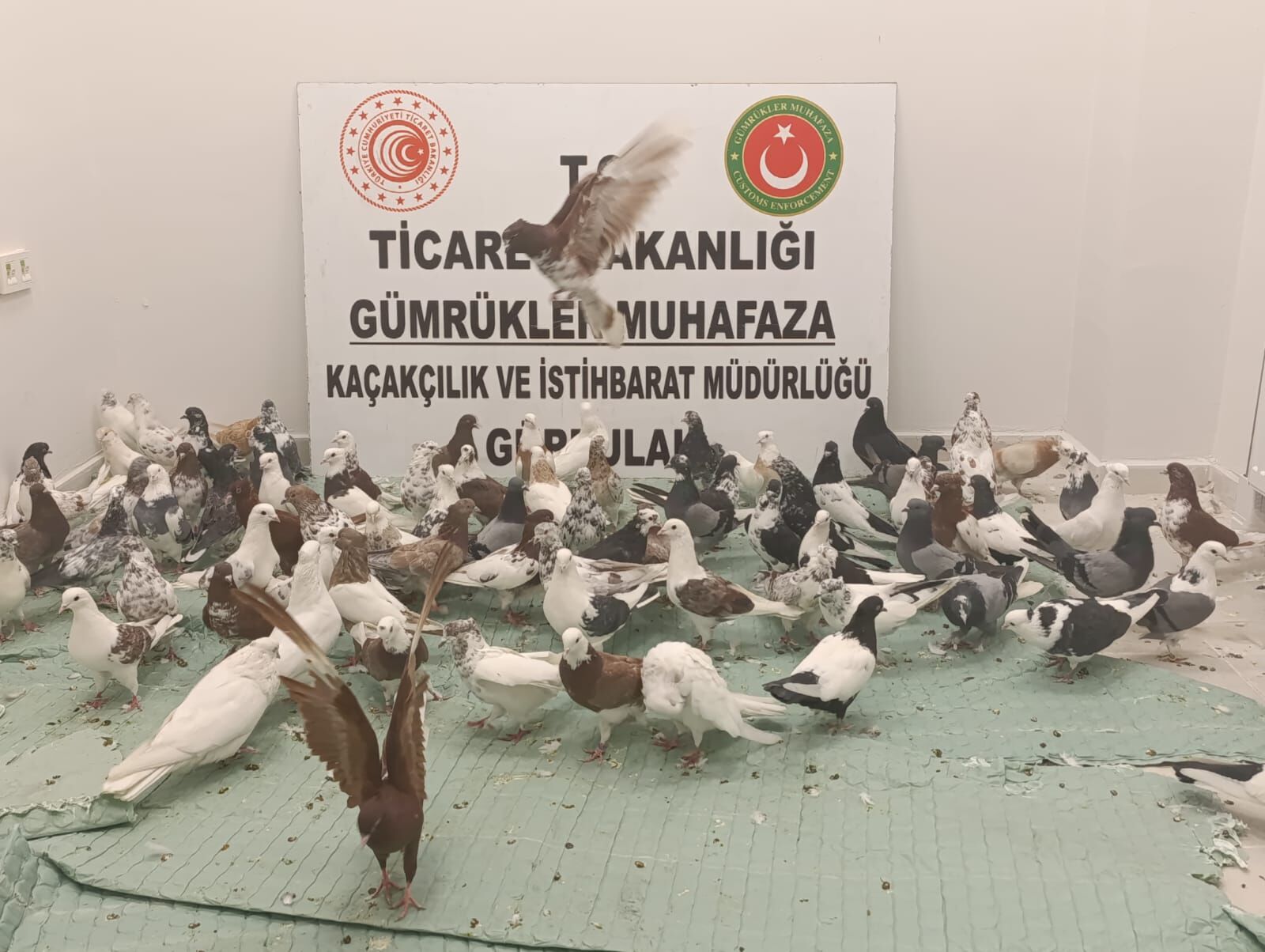 Gürbulak Gümrük Kapısı'nda 'cancan' cinsi 85 güvercine el konuldu