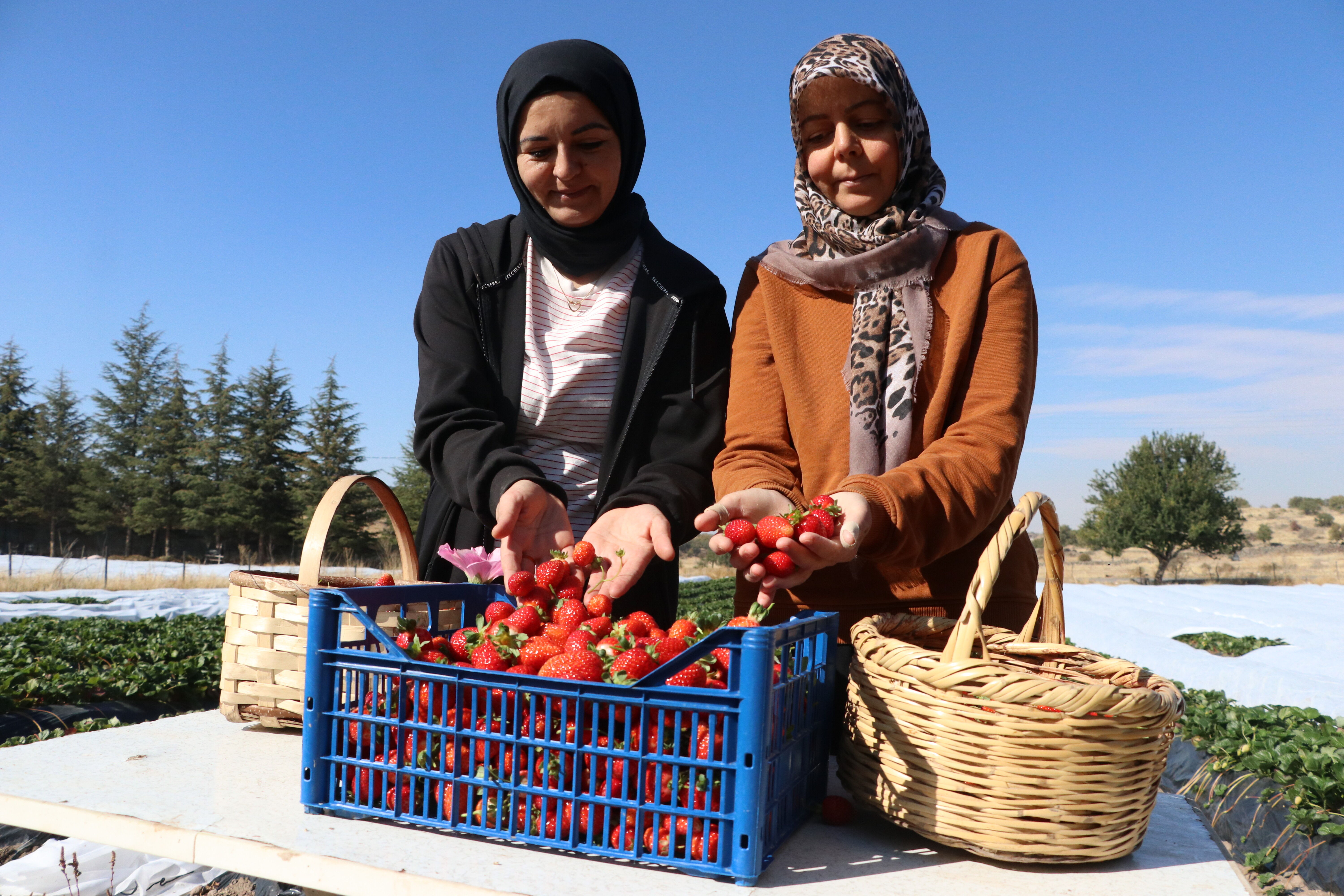 Gelin görümce Erciyes eteklerindeki atıl ata topraklarını çilek bahçesine dönüştürdü