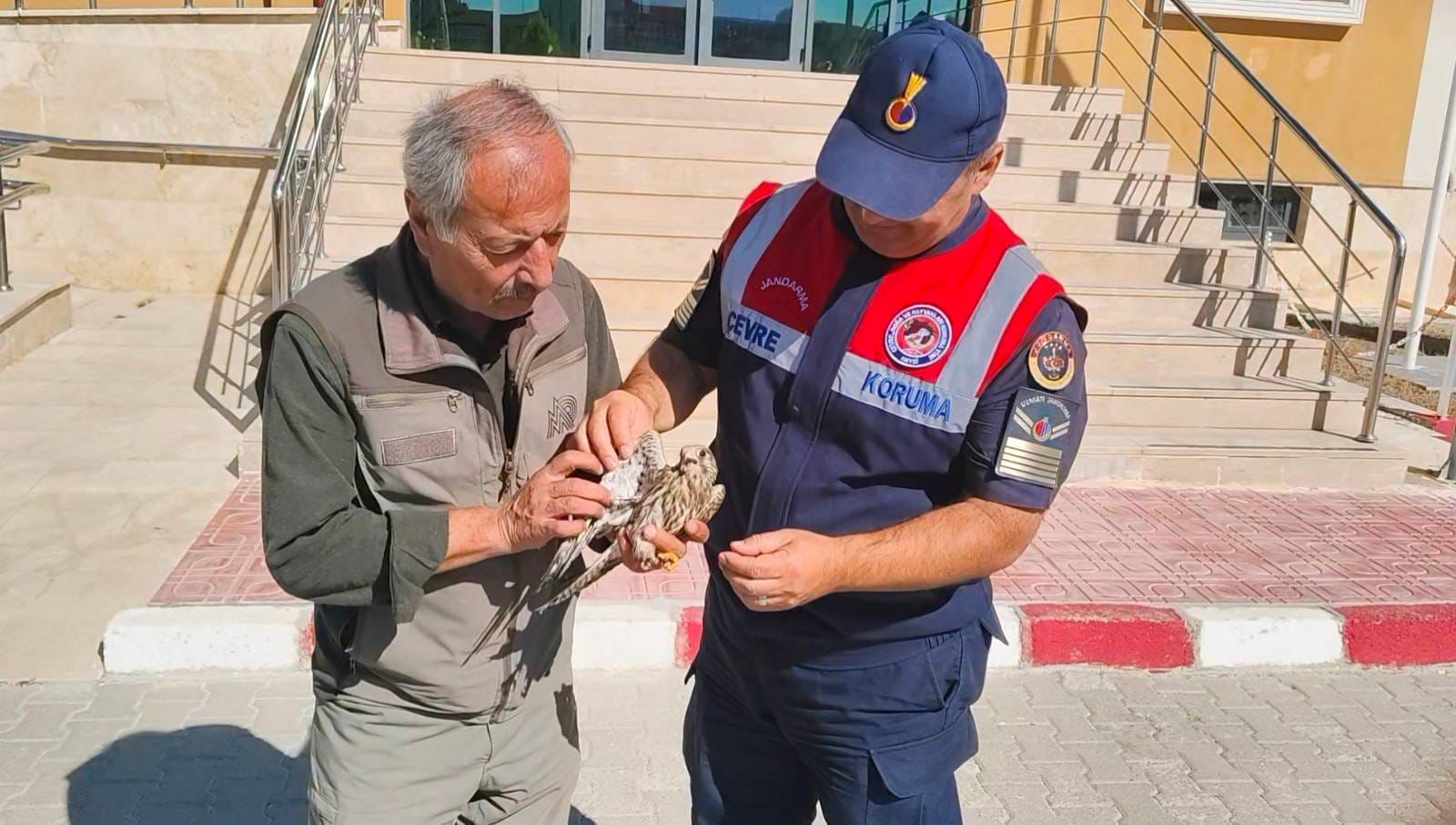 Jandarmanın bulduğu yaralı çakır kuşu tedavi altına alındı