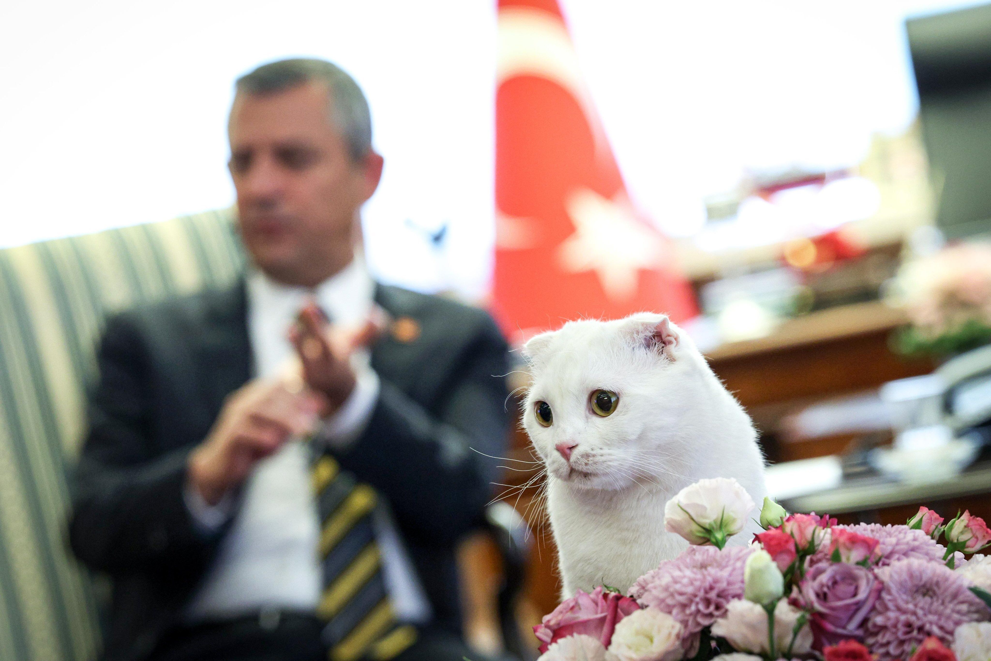 CHP Genel Başkanı Özel'den 4 Ekim Dünya Hayvanları Koruma Günü paylaşımı