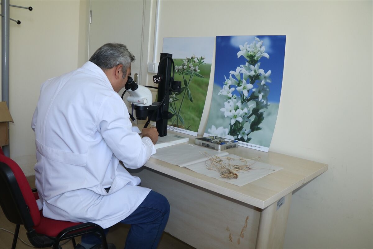 Çankırı'da yeni bir endemik yabani soğan türü keşfedildi