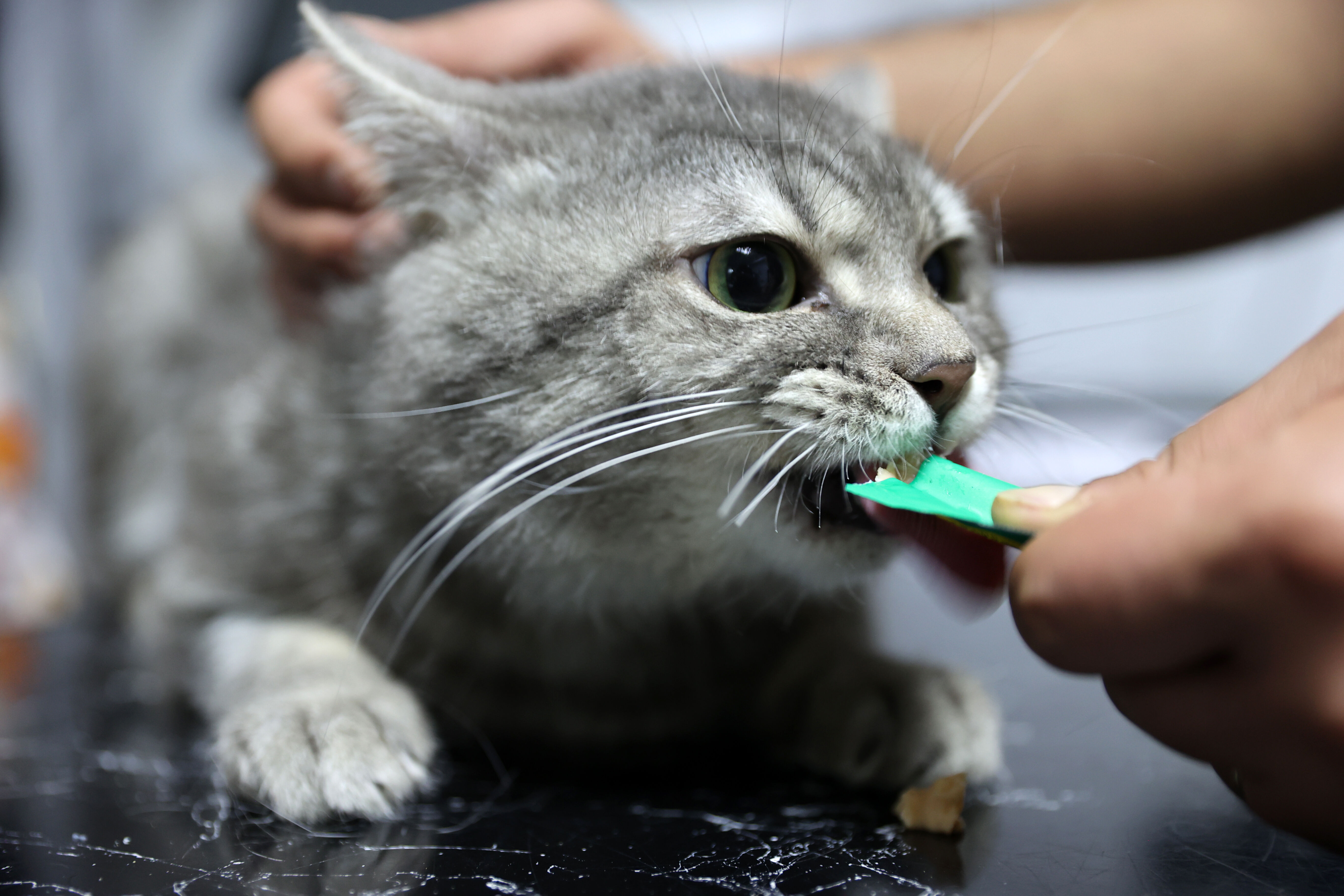 Yediği gıdadan zehirlenen sahipsiz kedi 'dört ayağının üzerine düşünce' sağlığına kavuştu