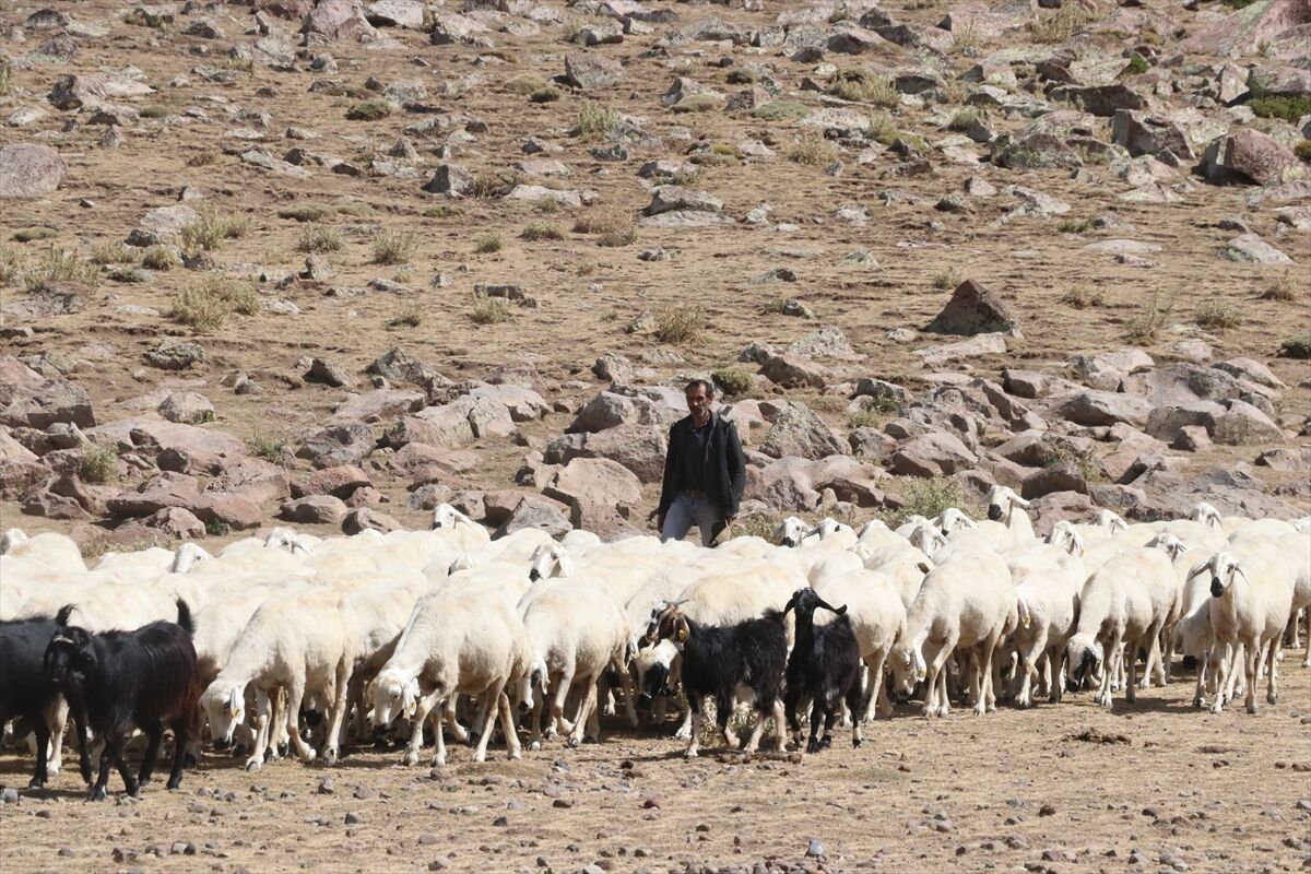 Kayserili yetiştirici, 100 küçükbaşla başladığı besicilikte 1000 başlık sürüye ulaştı