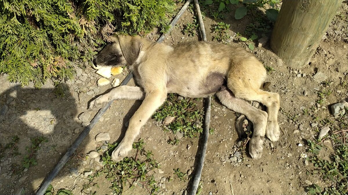 Amasya'da sahipsiz köpek kaza sonucu yaralanan yavrusunun başından ayrılmadı