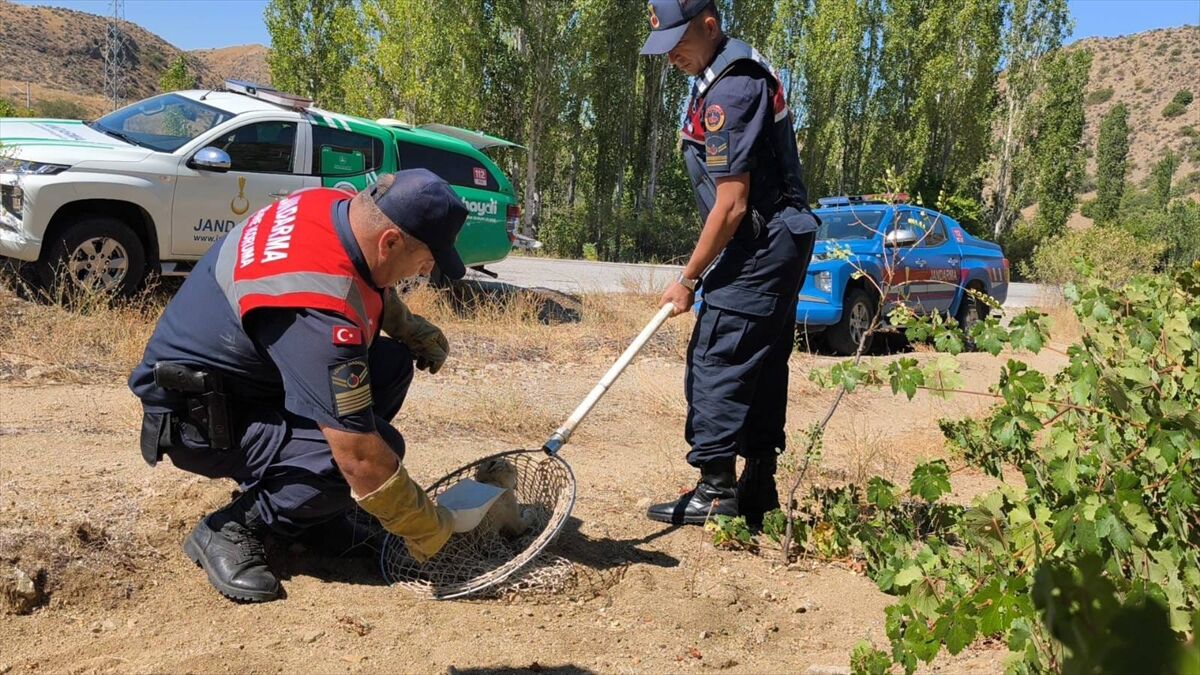 Yozgat'ta yaralı tilki tedavi altına alındı