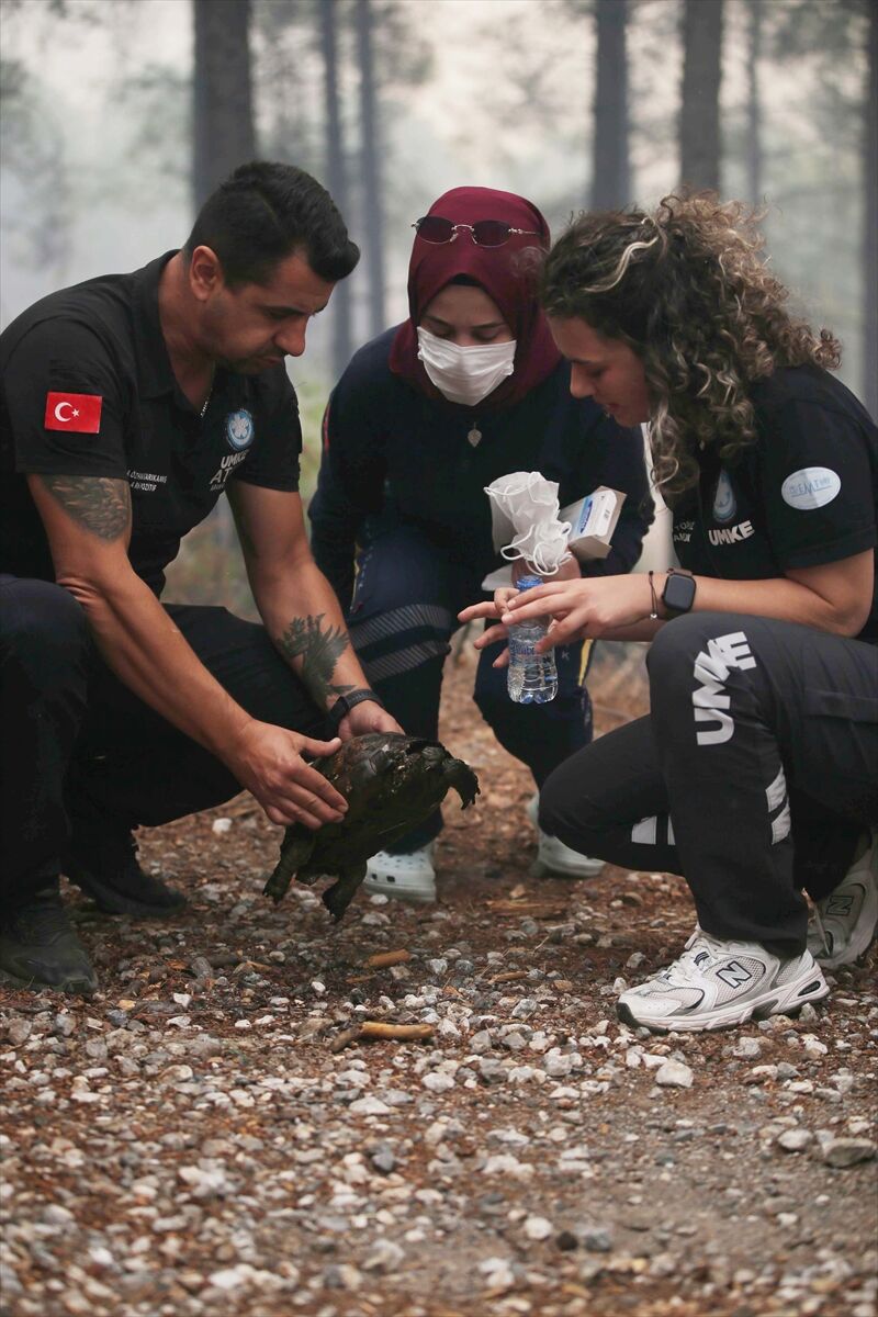 Köyceğiz'de orman yangınından etkilenen kaplumbağayı UMKE ekibi kurtardı
