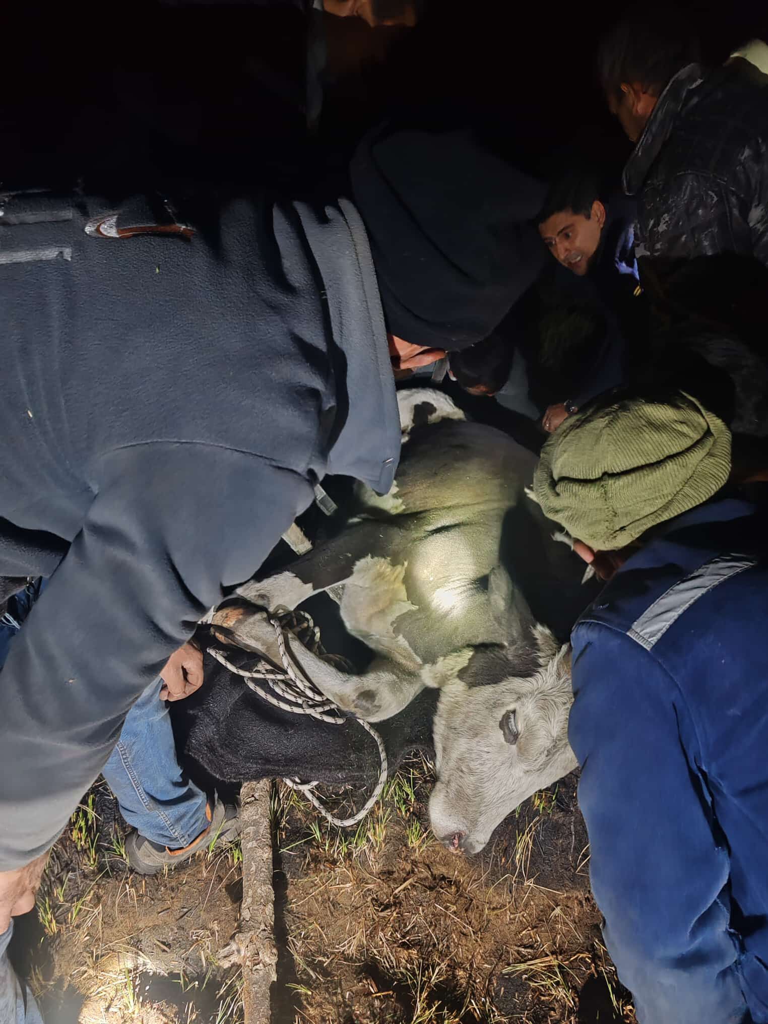 Seydişehir'de bataklığa saplanan inek kurtarıldı