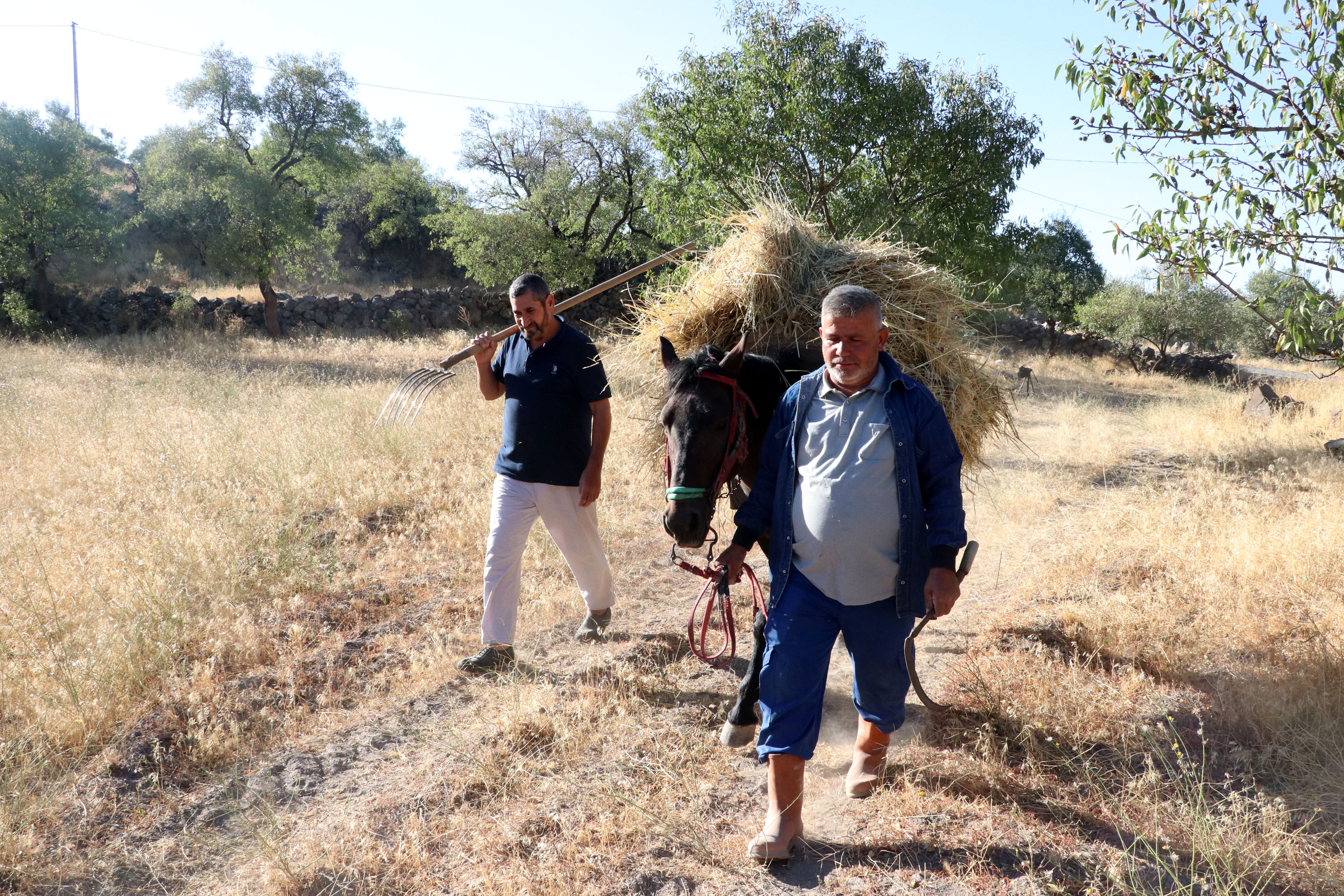 'Düven sürme' geleneği Erciyes'in eteklerinde 3 arkadaş tarafından yaşatılıyor