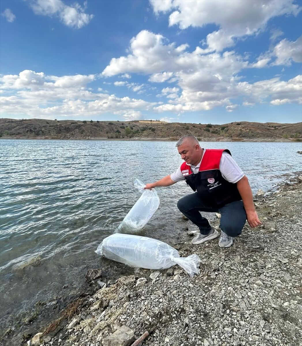 Çankırı'da iç sulara 626 bin sazan yavrusu bırakıldı