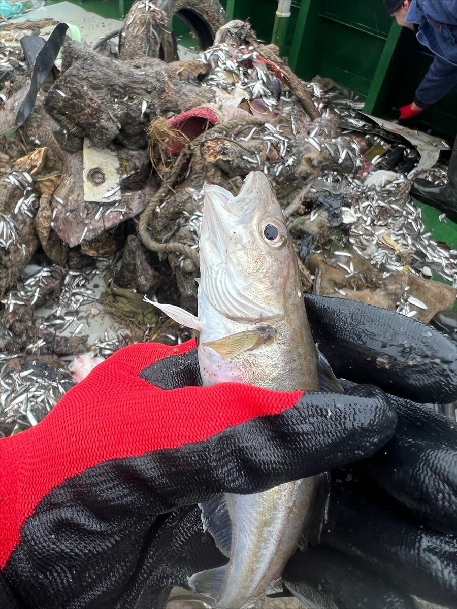 Karadeniz'de 6 ticari balık türünde mikroplastik miktarı araştırıldı