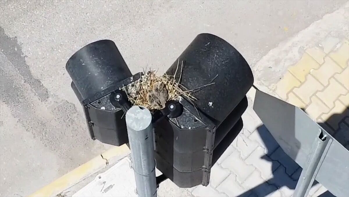 Aksaray'da kumru trafik ışığına yuva yaptı