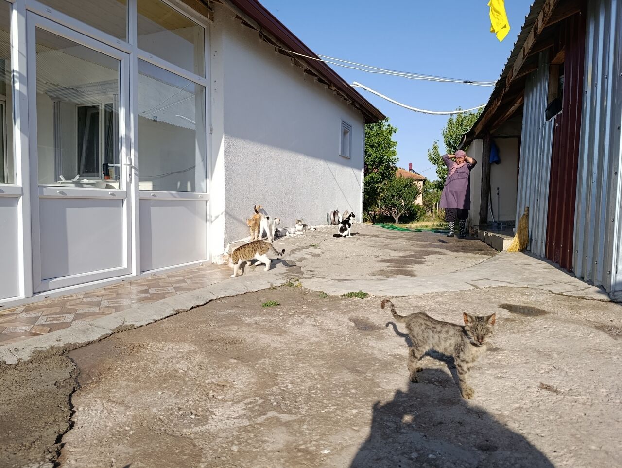 Hayvansever kadın müstakil evinin bahçesini sokak kedilerine yuva yaptı