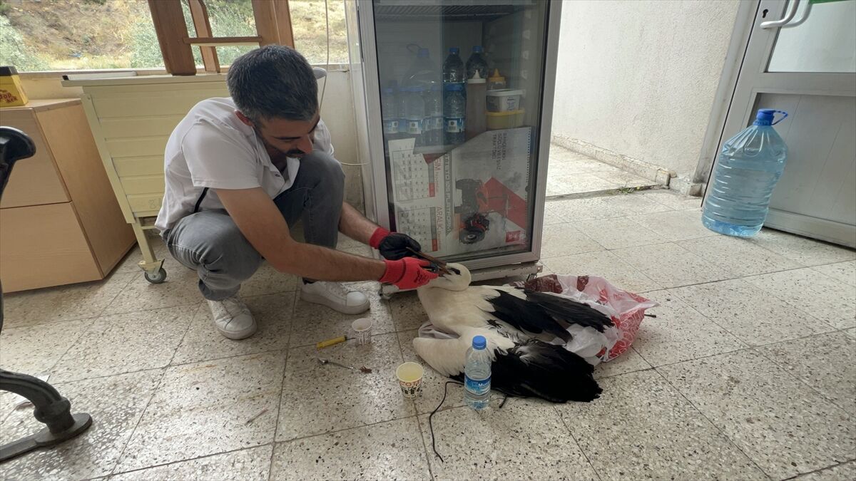 Akıncılar'da hasat sırasında tarlada yaralı leylek bulundu