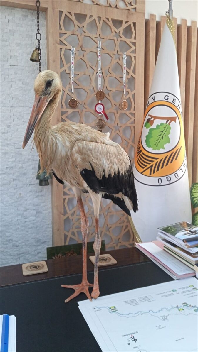 Mersin'de yangınlardan kaçtığı değerlendirilen yaralı leylek ormancılara sığındı