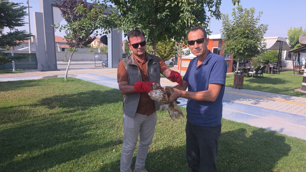 Aksaray'da yaralı kızıl şahin tedaviye alındı