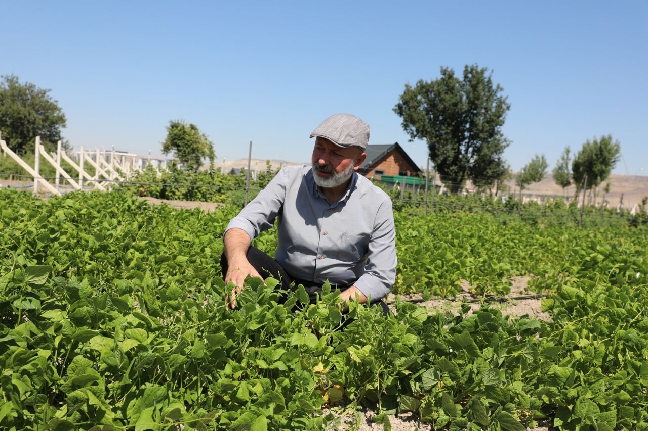 Yerel tohumla çiftçilere destek için 1350 erkenci kapya biberi ekildi