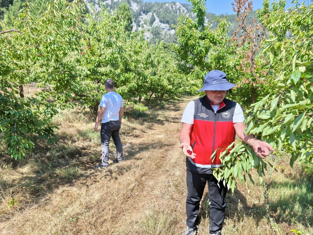 Beyşehir'de patates ekili alanlar kontrol edildi
