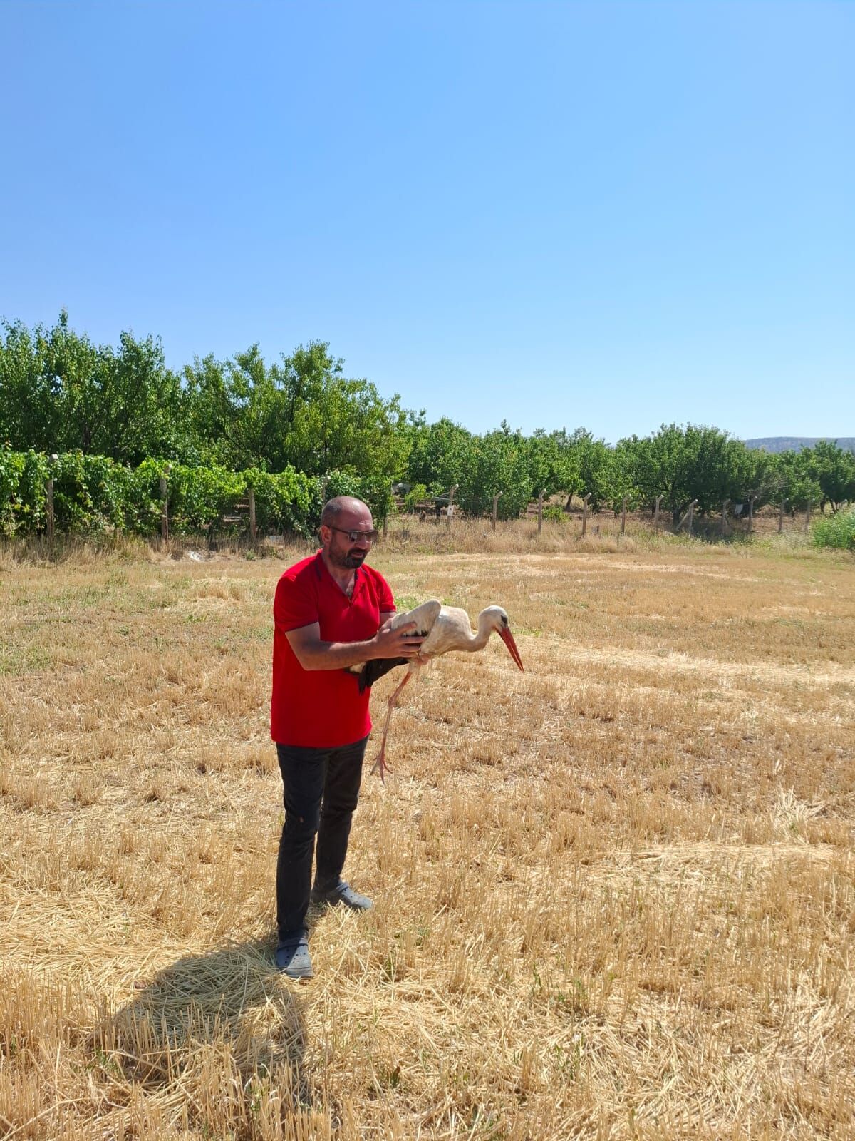 Kırıkkale'de ayağına misina dolanan leyleği çiftçi kurtardı