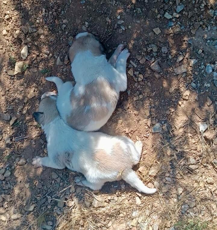 Kırşehir İl Özel İdaresi ekipleri, menfeze sıkışan köpekleri kurtardı