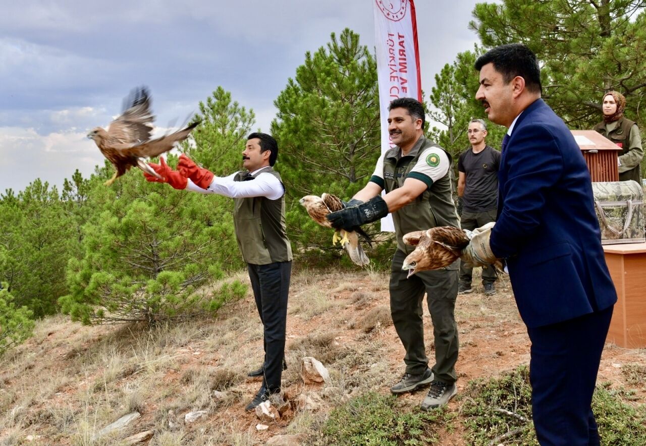 Kırşehir'de tedavi edilen 25 kuş, Bozkır Dağları'na yeniden kanat çırptı