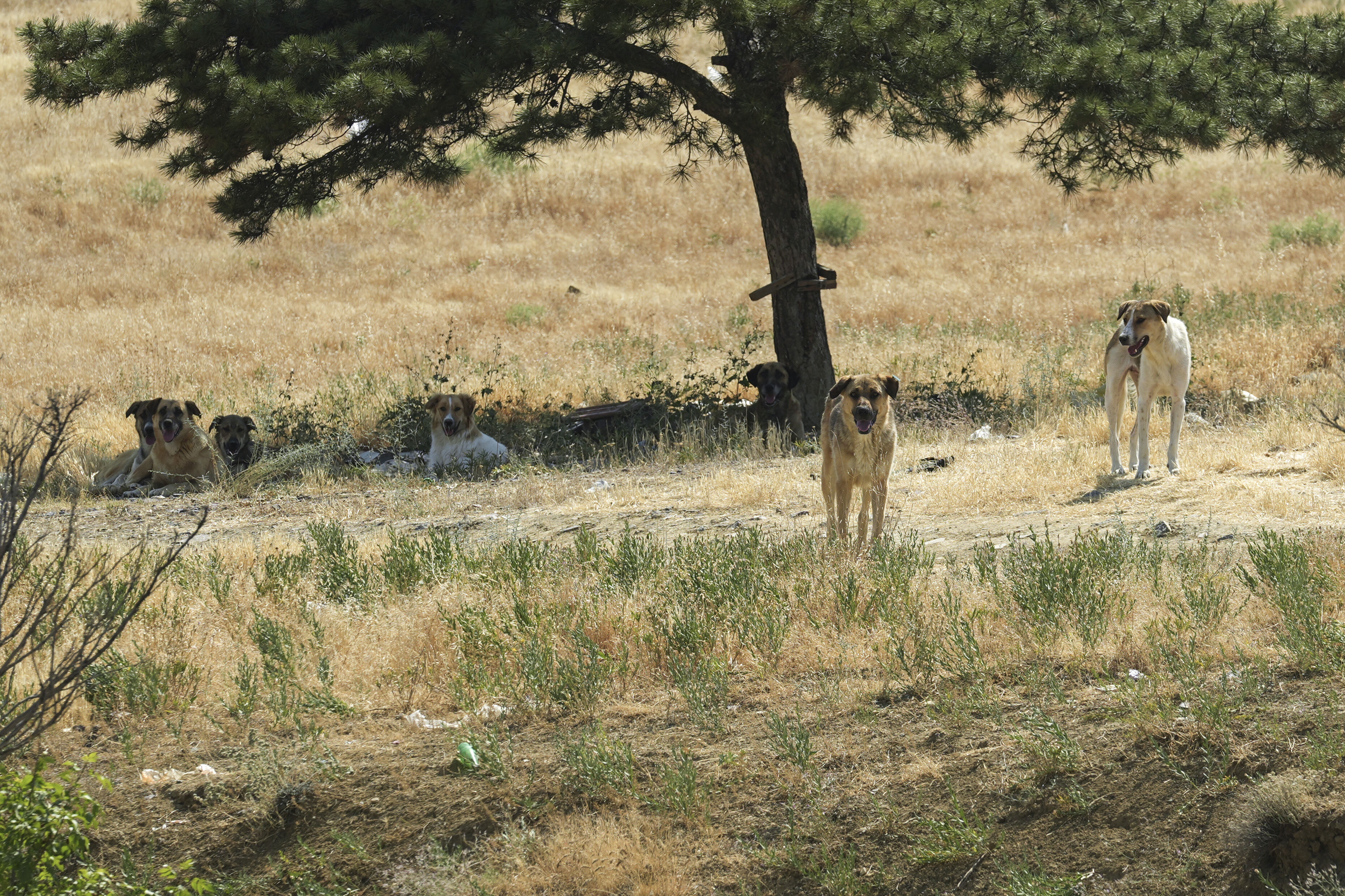 Başkentte bir genç sahipsiz köpeklerin saldırısına uğradı
